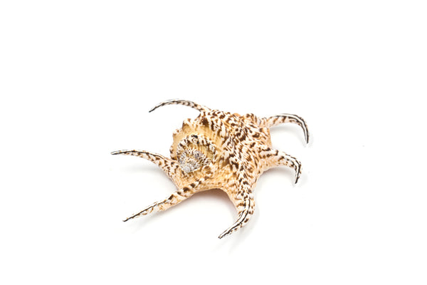 Premium Peach and Brown Spider Shell